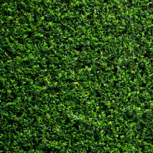 grass wall